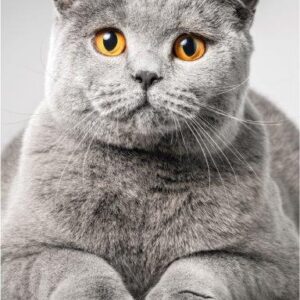 5649cb16d5fe9c3fdac67d39b6ee6fb9