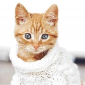 d54c3b3ea98ced4b2c341a5470ec675c